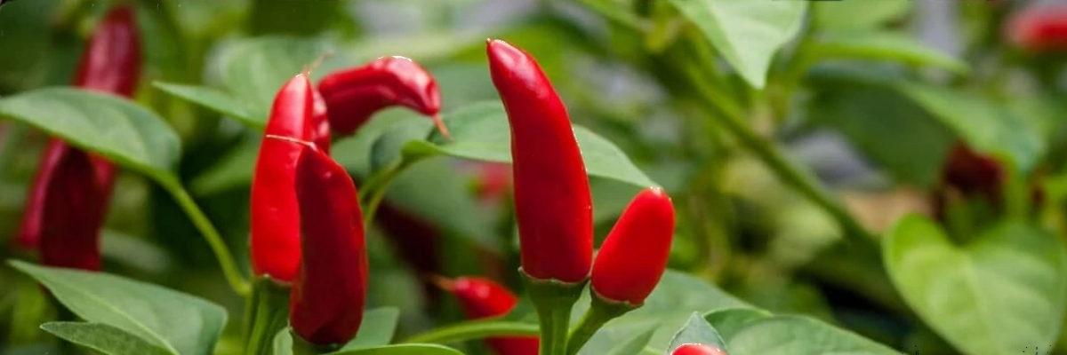 Le piment de Guntur