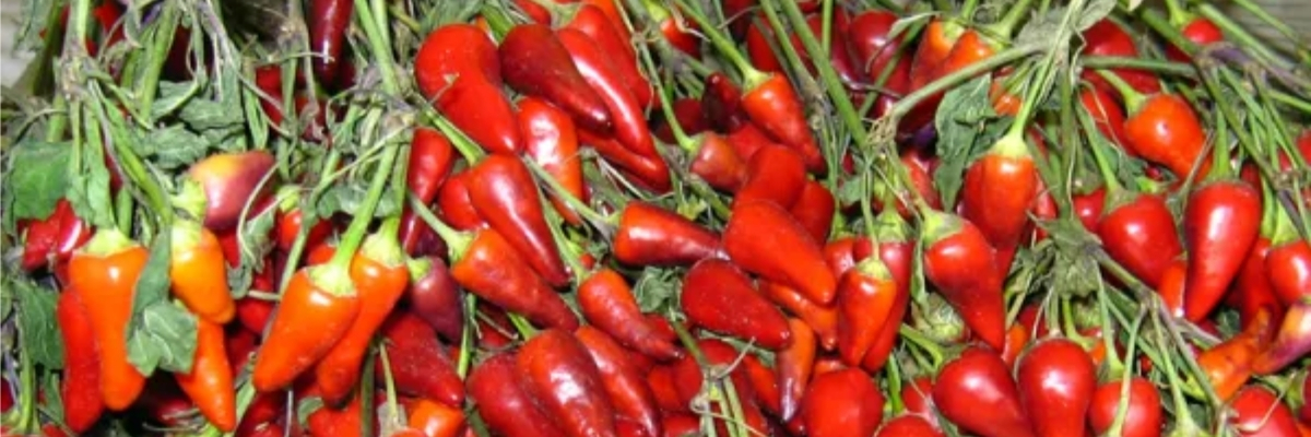 Piments rouges à Guntur